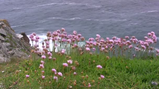 Цветы у моря — стоковое видео