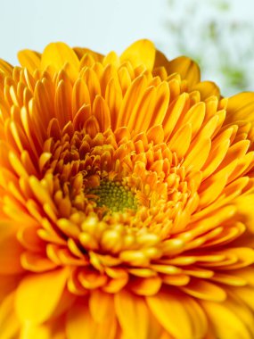 Turuncu bir Gerbera çiçeğinin sığ bir tarla derinliğindeki Macro görüntüsü..