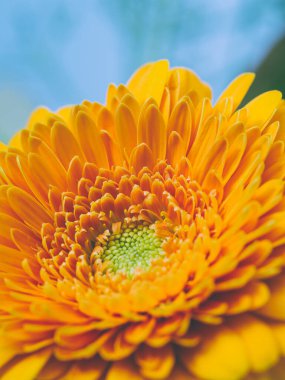 Turuncu bir Gerbera çiçeğinin sığ bir tarla derinliğindeki Macro görüntüsü..