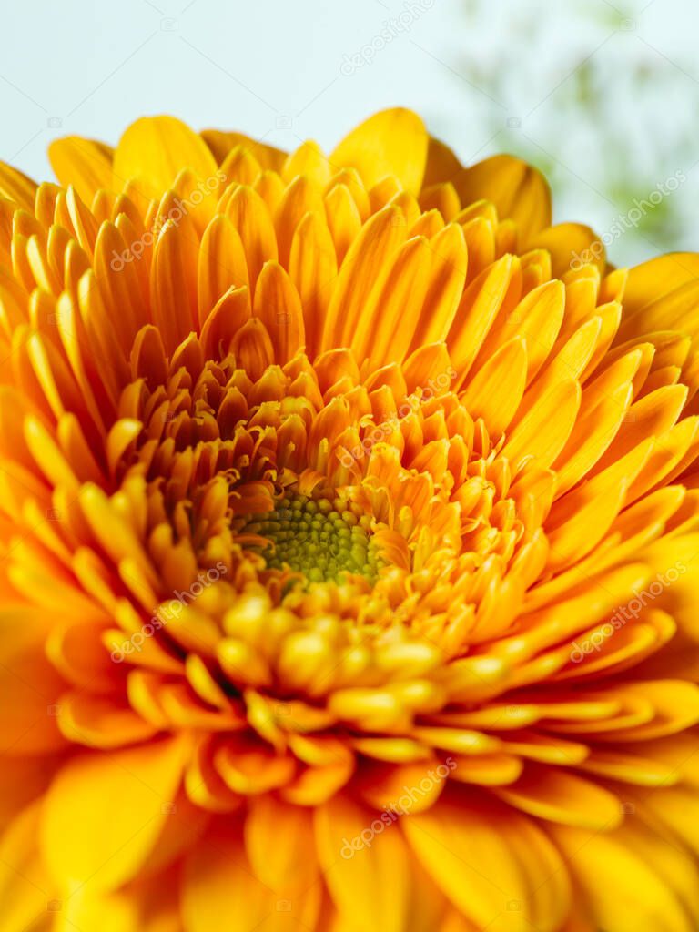Macro closeup of an orange Gerbera flower with shallow depth of field.