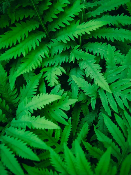 Abstraktní Zelené Listy Textury Příroda Pozadí — Stock fotografie