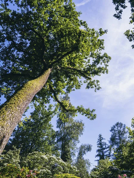 Pohled Velký Strom Zvedající Úhlu Modré Obloze Krásného Parku — Stock fotografie