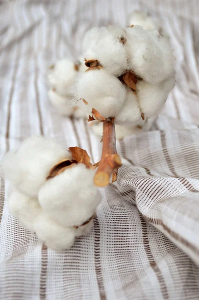 Planta de algodón en la textura de algodón — Foto de Stock