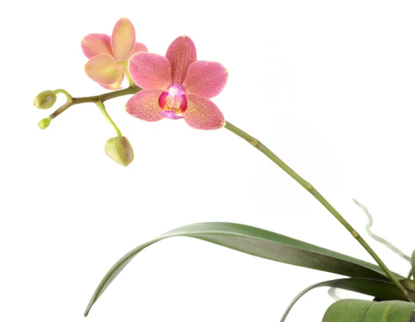 Phalaenopsis Destiny orchid — Stock Photo, Image