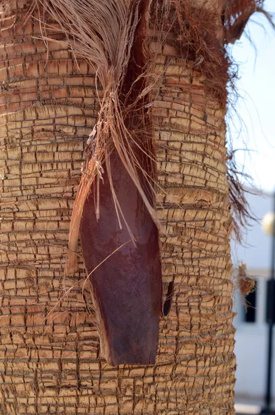 Närbild foto av palm träd bark. — Stockfoto