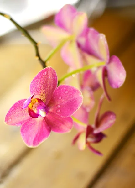 Branch red orchid flower — Stock Photo, Image