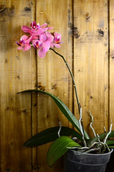 Pink orchids on wood board — Stock Photo, Image