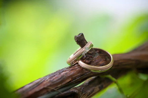 Dos anillos de boda en una rama de vid — Foto de Stock