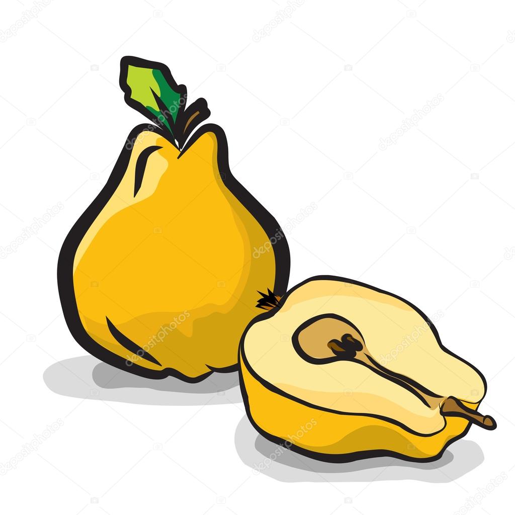 Quince fruits sketch drawing vector set
