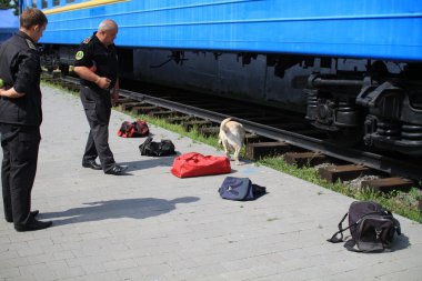 köpek işleyicileri gümrük köpekler uyuşturucu ve silah aramak için eğitim