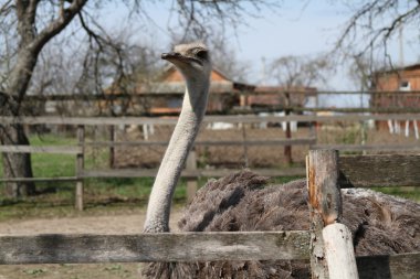 bir devekuşu bir portre fotoğraf
