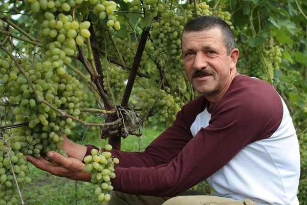 Улыбающийся виноградарь показывает гроздь винограда — стоковое фото