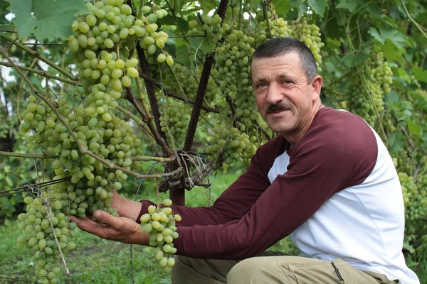 Улыбающийся виноградарь показывает гроздь винограда — стоковое фото