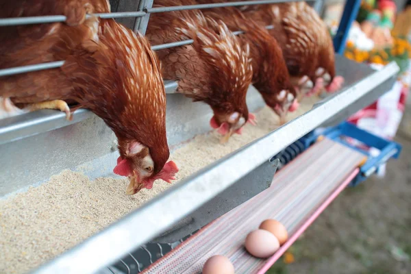Chicken husbandry for eggs — Stock Photo, Image