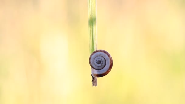 Snail in the grass — Stock Video