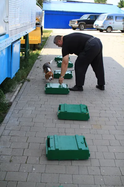 Köpek işleyicileri gümrük köpekler uyuşturucu ve silah aramak için eğitim — Stok fotoğraf