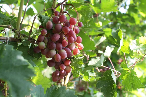 Trossen druiven — Stockfoto