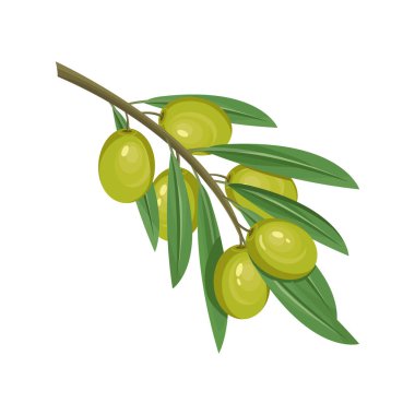 Yeşil zeytin, vektör tasarım elementi veya simge. Dal dalında zeytin meyvesi, olgun zeytin meyvesi. Yemek malzemeleri, organik yiyecekler. İtalyan baharatı, Yunan baharatı, Akdeniz bitkisi.