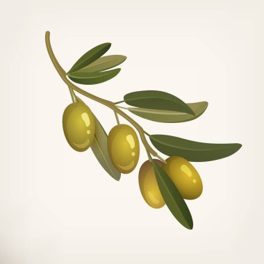 Gerçekçi zeytin dalı, arka planda izole edilmiş hacim tasarım elementi. Yeşil zeytin ya da meyve, vektör ikonu ya da klipsli. Zeytin yağı üretimi için. Yemek malzemeleri, organik yiyecekler.