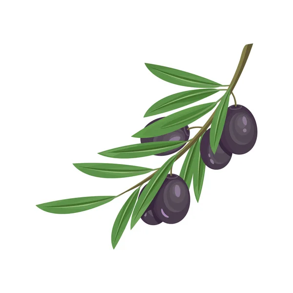 Olive Nere Ramo Icona Vettoriale Clipart Frutti Bacche Ulivo Elemento — Vettoriale Stock