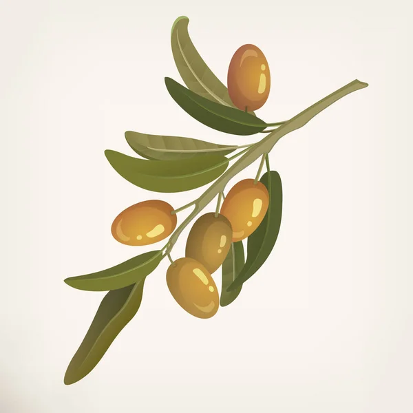 Rama Verde Olivo Elemento Diseño Aislado Sobre Fondo Bayas Olivo — Vector de stock