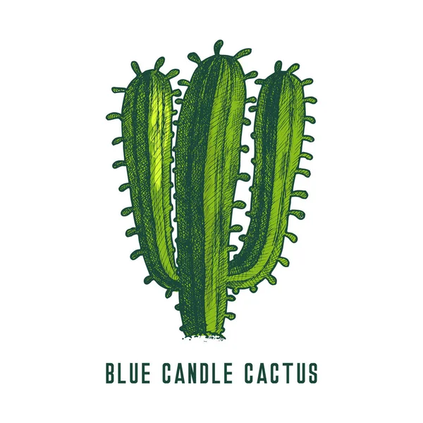 Fiaccola Blu Icona Cactus Candela Blu Schizzo Vettoriale Pianta Messicana — Vettoriale Stock