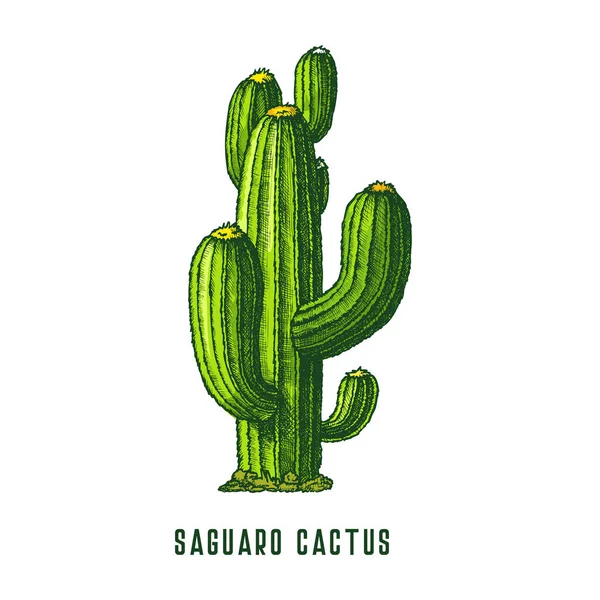Saguaro Kakteen Oder Cereus Kakteen Vektorsymbol Oder Cliparts Skizzieren Sie — Stockvektor