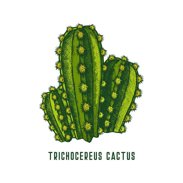 Trichocereus Pachanoi Sau San Pedro Cactus Pictogramă Vectorială Sau Clipart — Vector de stoc
