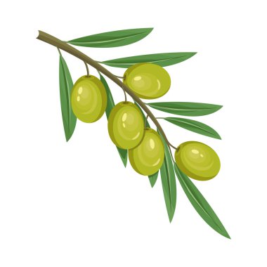 Arka planda izole edilmiş zeytin ya da meyve tasarımı. Yeşil zeytin dalı, vektör simgesi ya da clipart. Yemek malzemeleri, organik yiyecekler. İtalyan ya da Yunan baharatı, Akdeniz bitkisi.