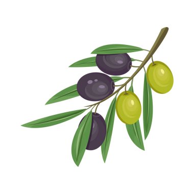 Yeşil ve siyah zeytinler, arka planda izole edilmiş tasarım elementleri. Dal üzerinde zeytin ya da meyve. Zeytin yağı üretimi için. Yemek malzemeleri, organik yiyecekler..