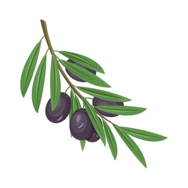 Siyah zeytin ya da meyve, arka planda izole edilmiş tasarım elementi. Zeytin dalı, Akdeniz bitkisi. İtalyan ya da Yunan yemeği ya da atıştırmalık. Yemek malzemeleri, organik yiyecekler. Vektör simgesi veya clipart.