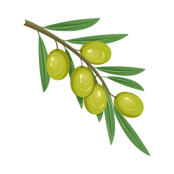Bayas Frutas Olivo Elemento Diseño Aislado Sobre Fondo Rama Verde — Vector de stock