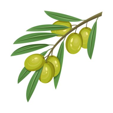 Dal üzerinde olgun zeytin üzümü, vektör ikonu ya da clipart. Yemek malzemeleri, organik yiyecekler. İtalyan baharatı, Yunan baharatı, Akdeniz bitkisi. Yeşil zeytin.