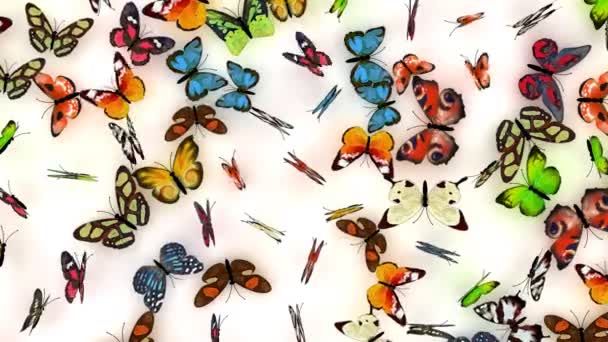 Butterflies background — Stock Video