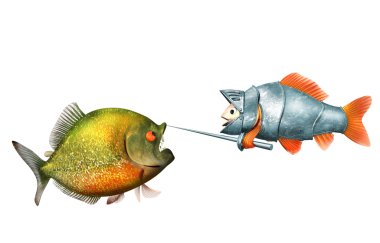 Japon balığı knight ve piranha, düello kavramı