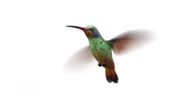 uğultu kuş, 3d animasyon, Alfa-mat döngü sorunsuz döndürme