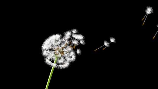 Dandelion em um fundo azul, animação 3D — Vídeo de Stock