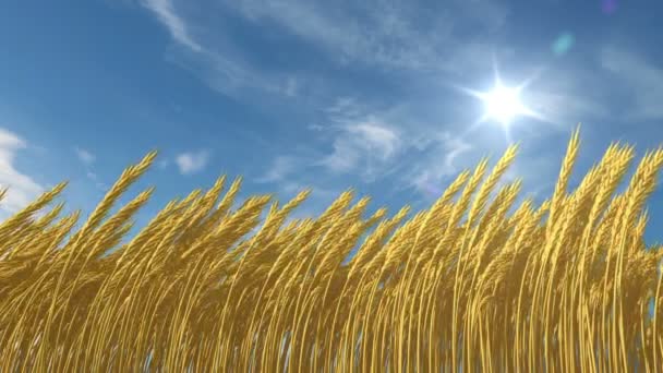 Выращивание пшеницы, 3D анимация с альфа-матовой — стоковое видео