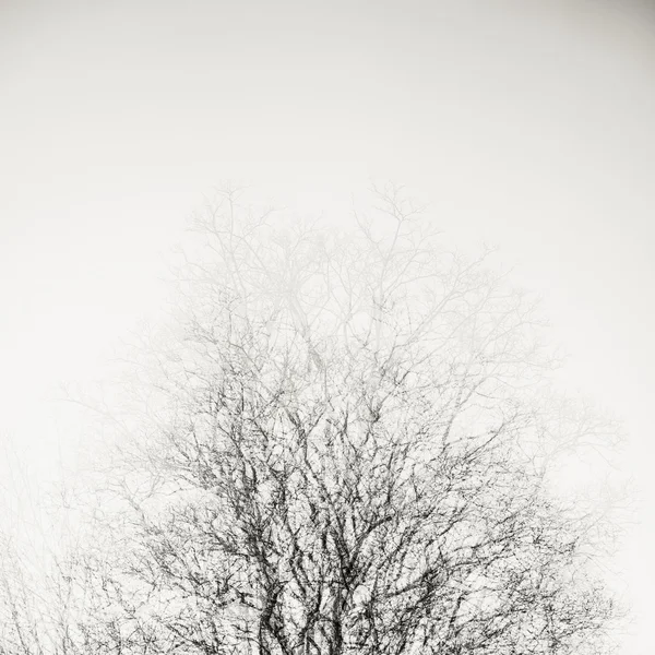 Abstrakter Baum — Stockfoto