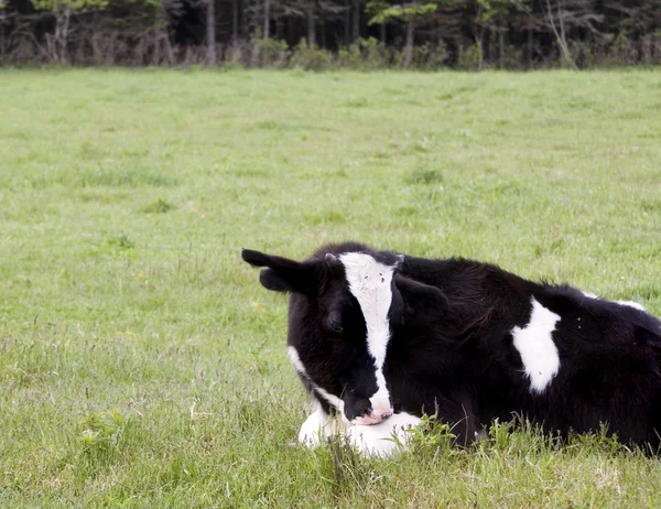 Μόσχος Holstein — Φωτογραφία Αρχείου