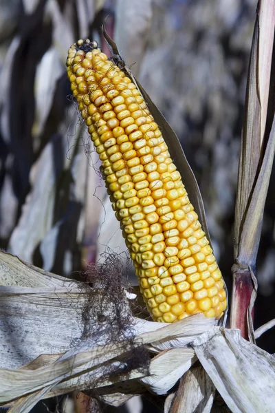 Cob of Corn — Stock Photo, Image