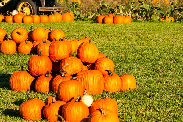 Pile of Pumpkins — Stock Photo, Image