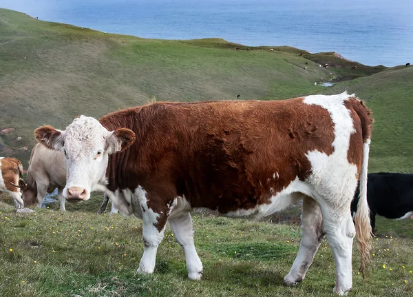 Αγελάδα σε ένα λόφο — Φωτογραφία Αρχείου