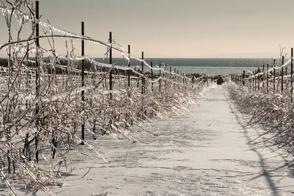 Vineyard after an Ice Storm — Stock Photo, Image