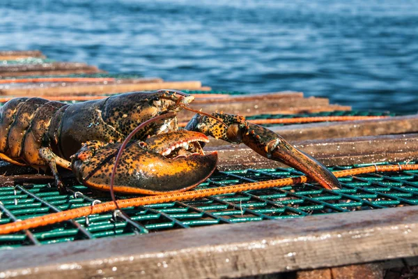 Lobster Atlantik — Stok Foto