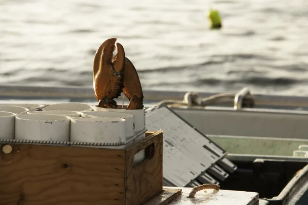 Pazurami homara — Zdjęcie stockowe