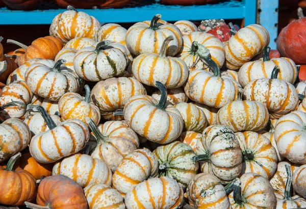 Small Pumpkins — Stock Photo, Image