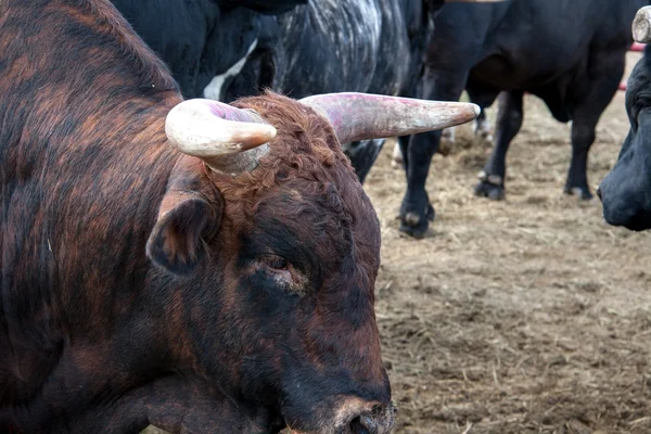 Toro brahma — Foto Stock