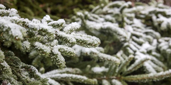 Snow on a Spruce Tree — Stock Photo, Image