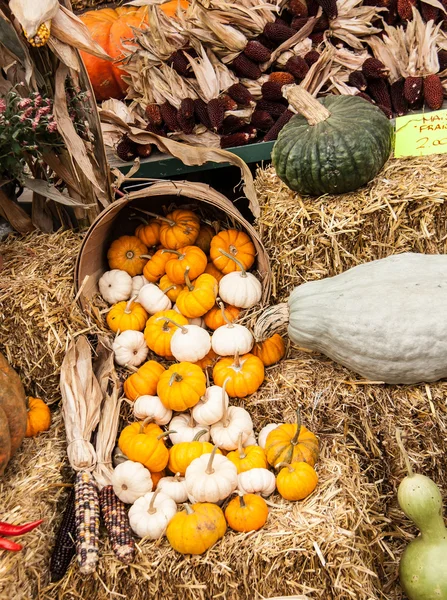 Small Pumpkins — Stock Photo, Image